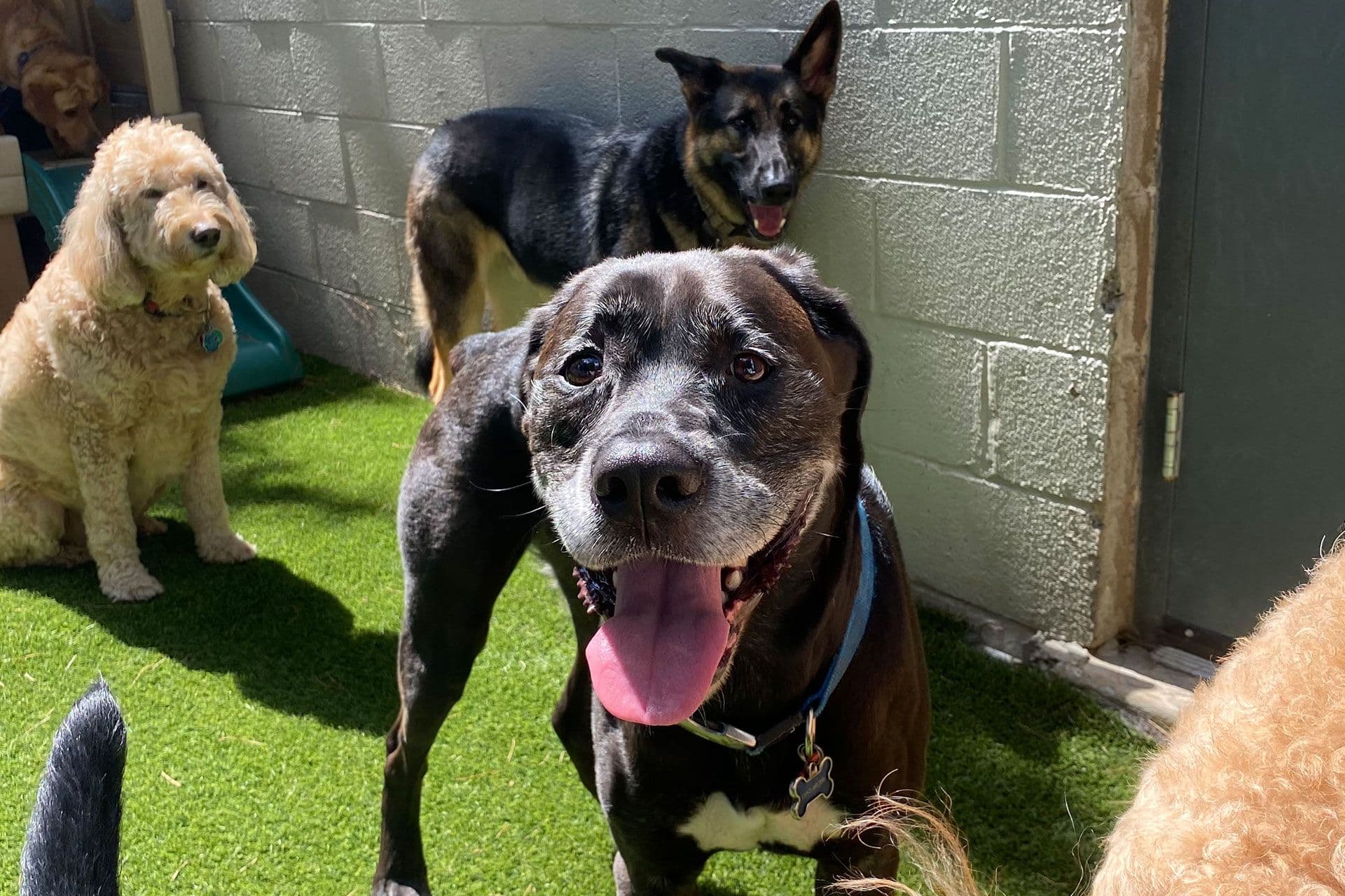 dogs inside play area in Playful Pack patio