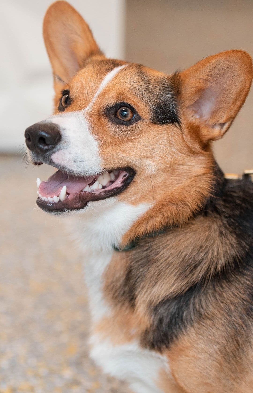 brown, black and white dog looking at someone