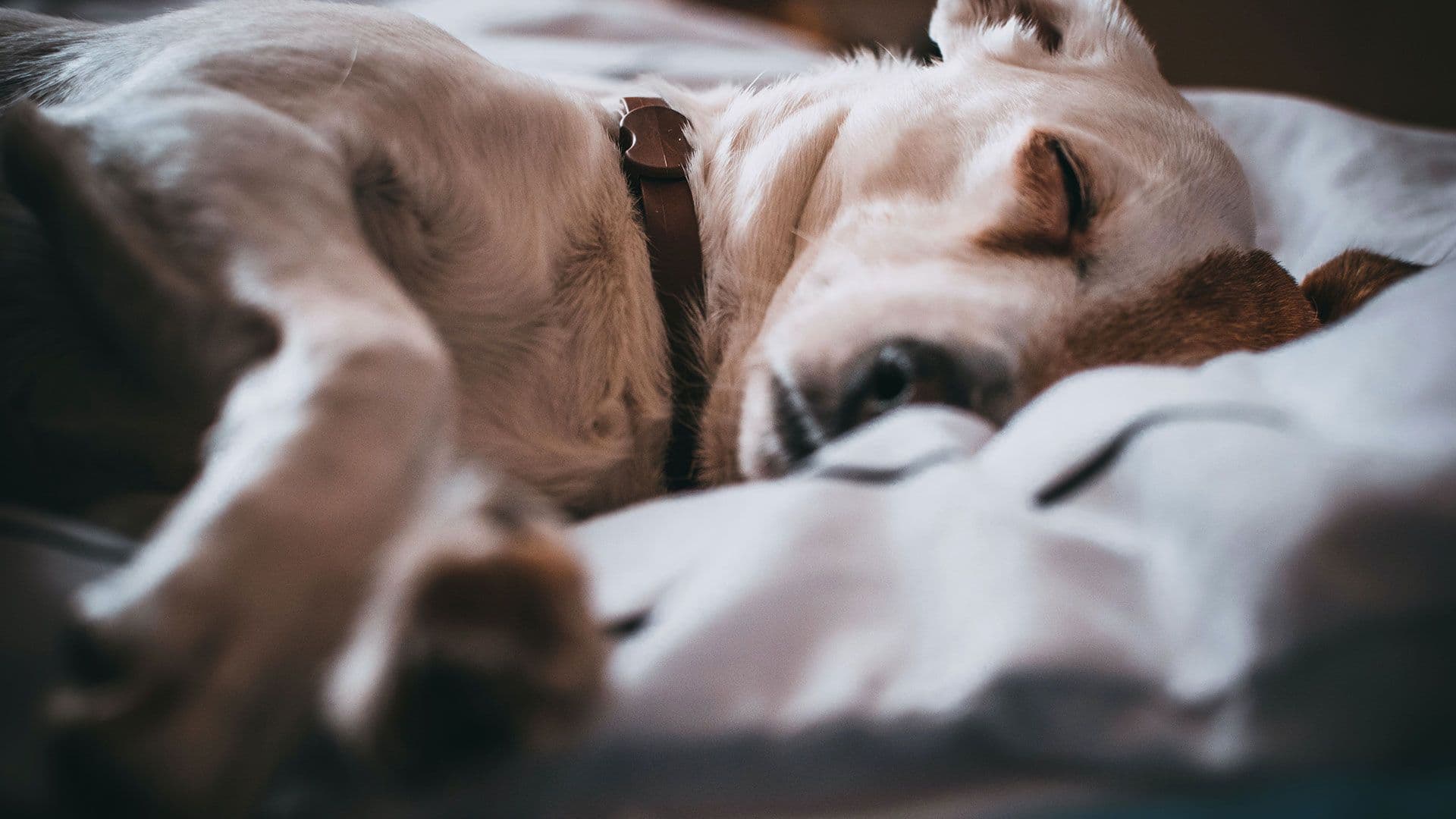 a dog sleeping on top of a dog bed